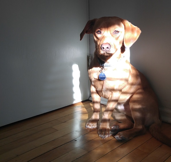 dog sit